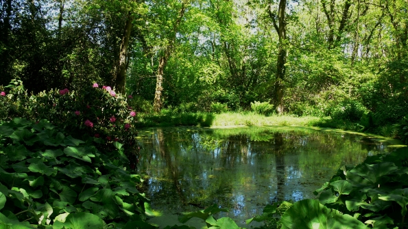 Bois des Moutiers (231) Mai 2012